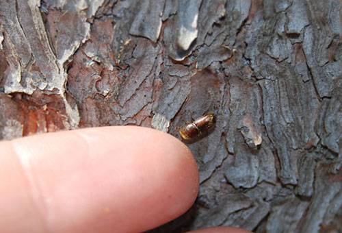 Borkenkäfer auf Apfelbaum