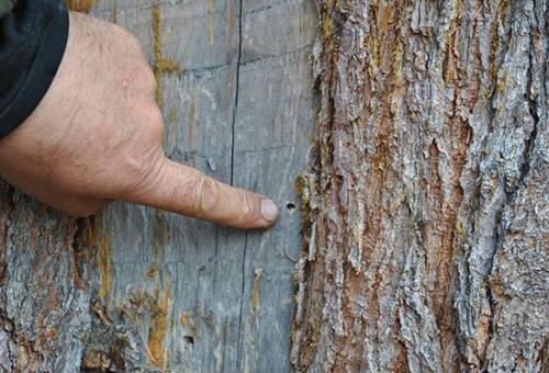 Borkenkäfer auf Apfelbaum