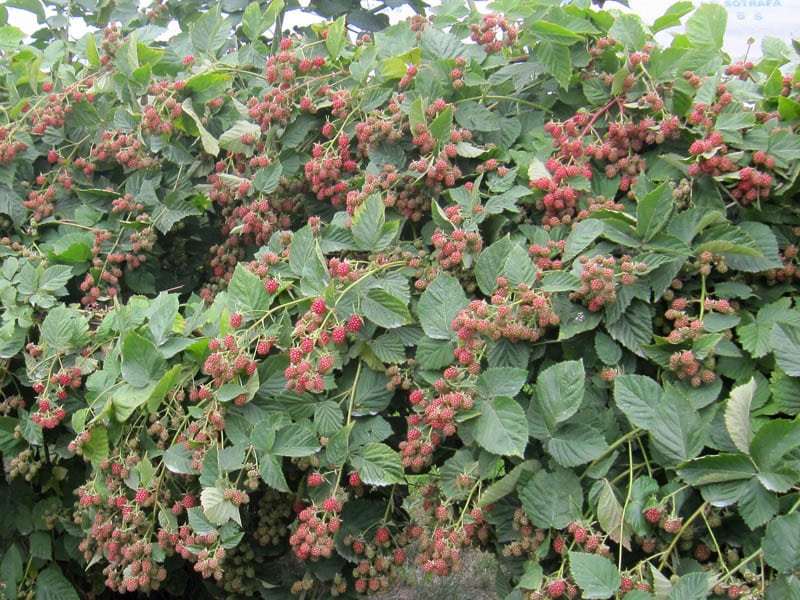 Blackberry Goof Tei