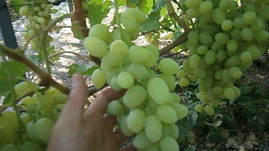 дуго очекивано грожђе