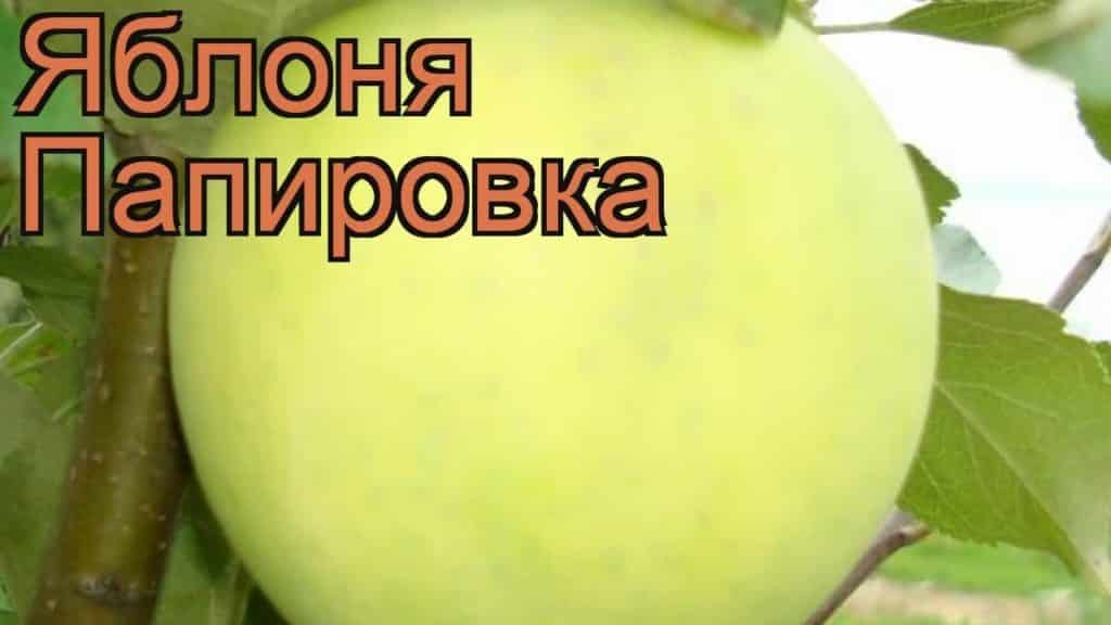 јабука папиер