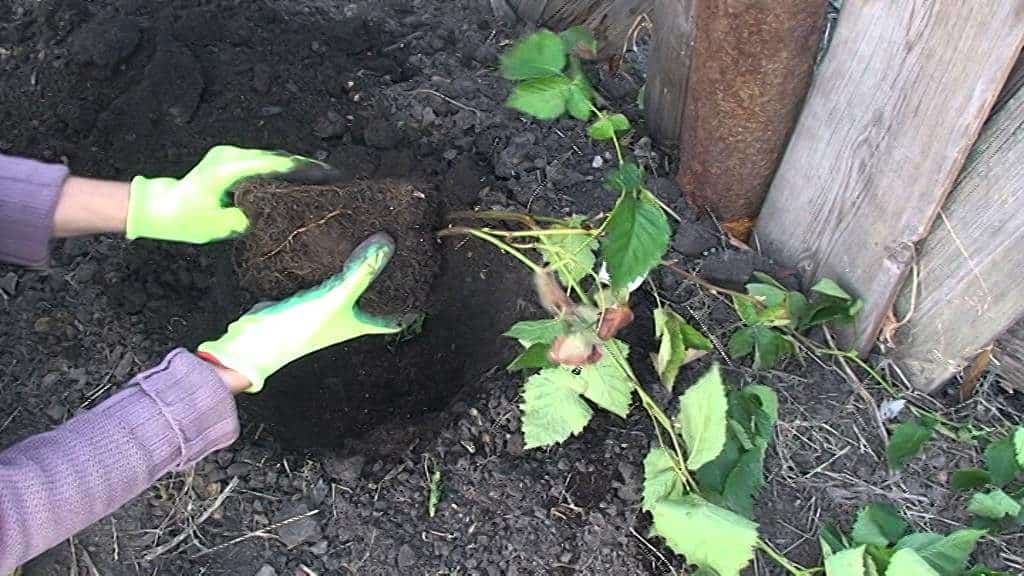 Brombeeren pflanzen