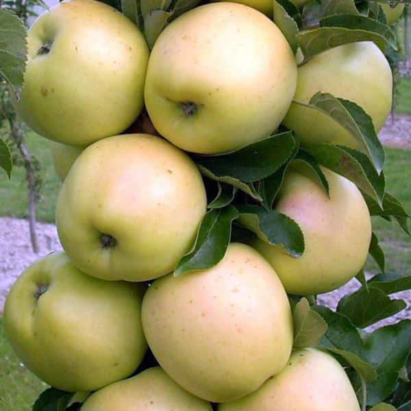 Apfelhonig