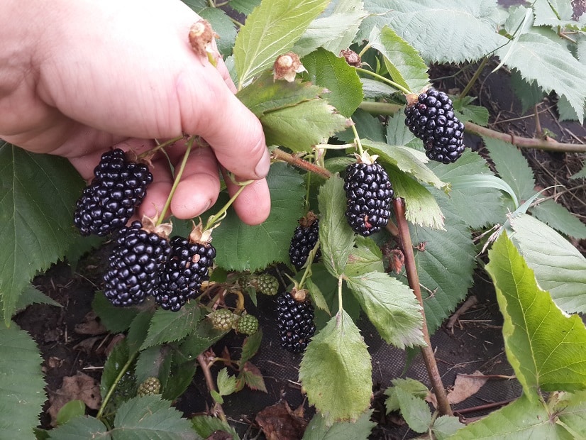 wie man Brombeeren pflegt