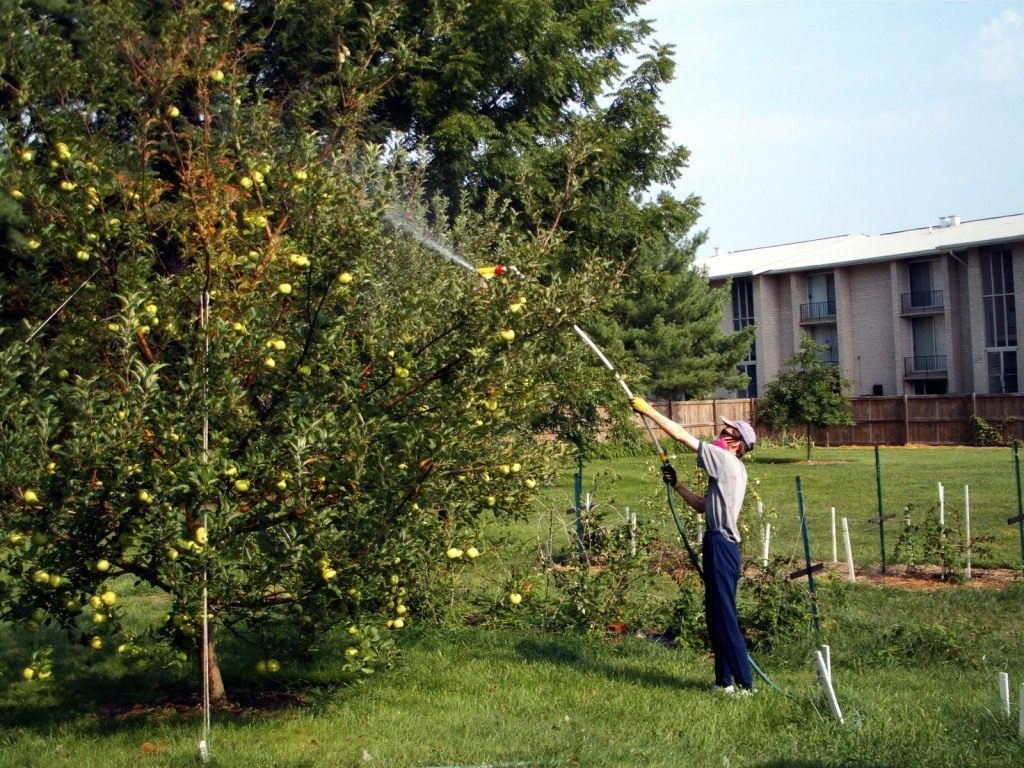 den Apfelbaum bestreuen