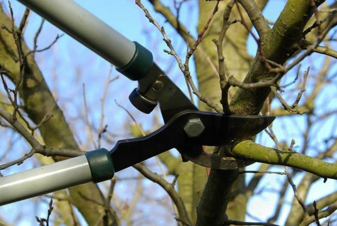 pruning pear