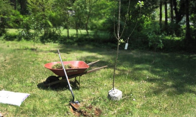 columnar apple tree