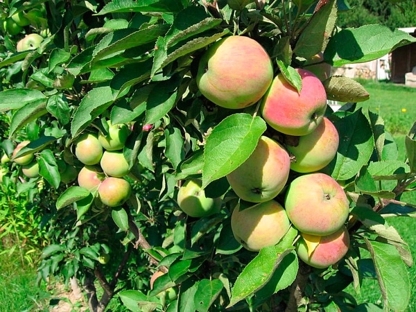 Apfelbaum Präsident