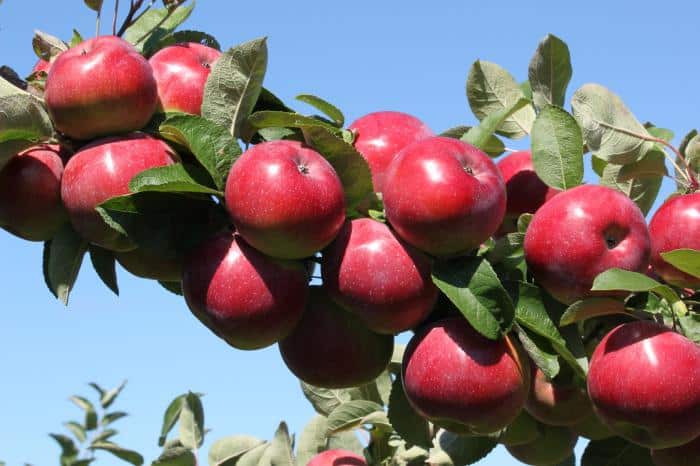 anís de manzana