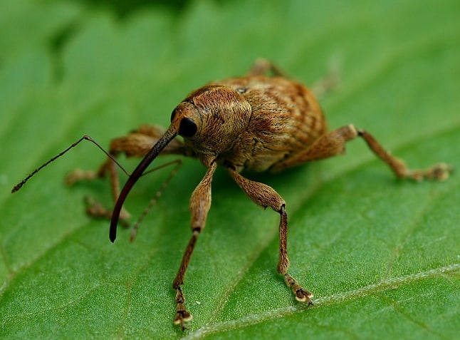Nusskäfer