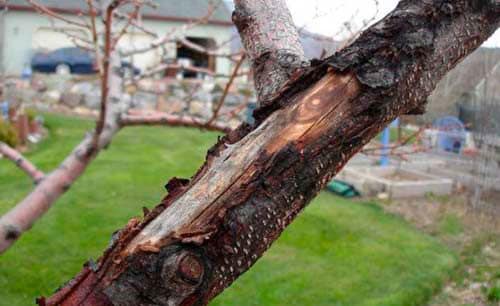 bark cracking on an apple tree