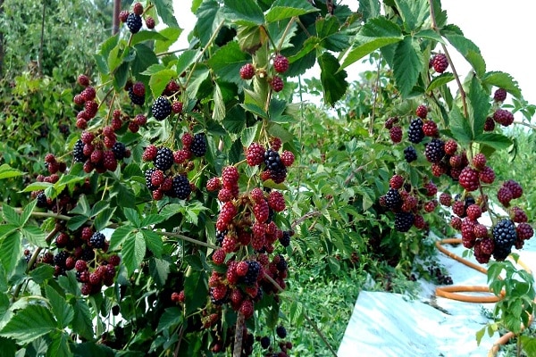 врсте купина