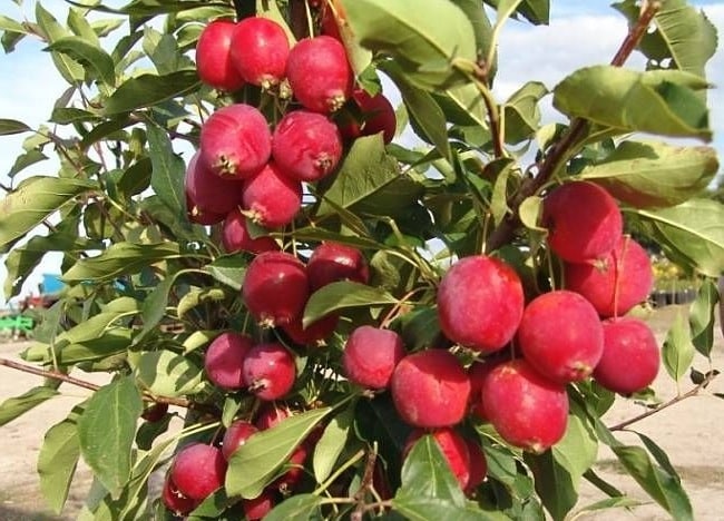himmlischer Apfel