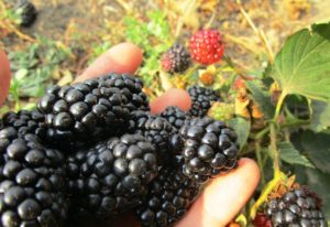 Die besten Sorten von remontanten Brombeeren, Pflanzen, Anbau und Pflege