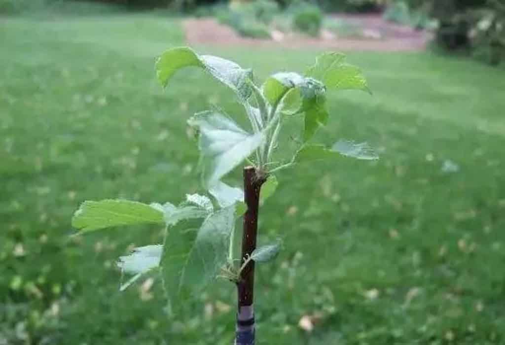 growing an apple tree from a branch
