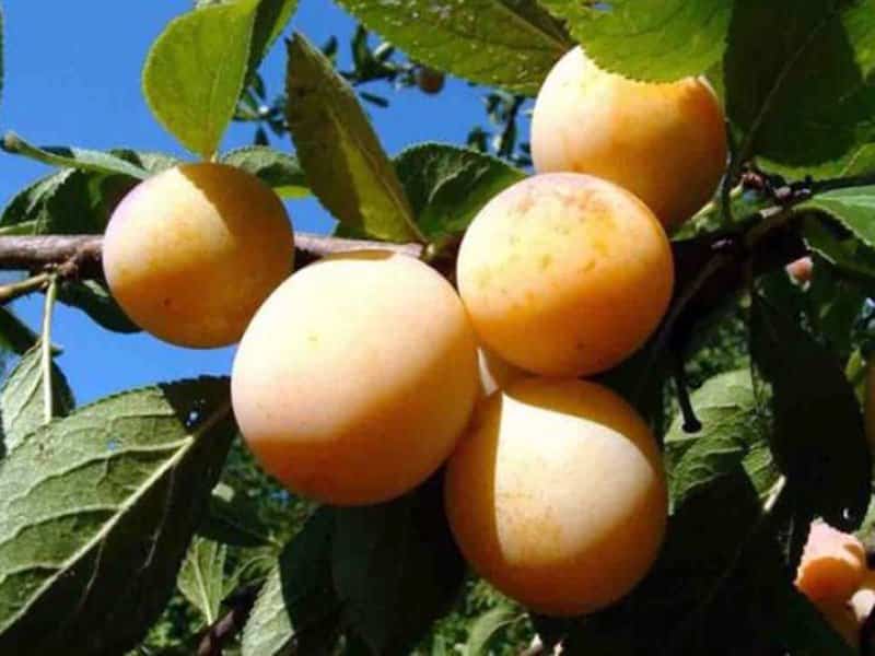 δαμάσκηνο Yakhontovaya