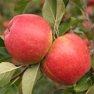 apple champion