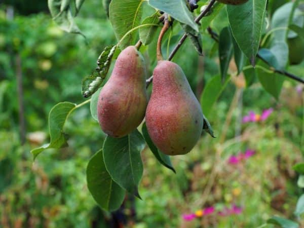 pear Talgar beauty