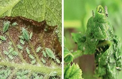 Currant aphid