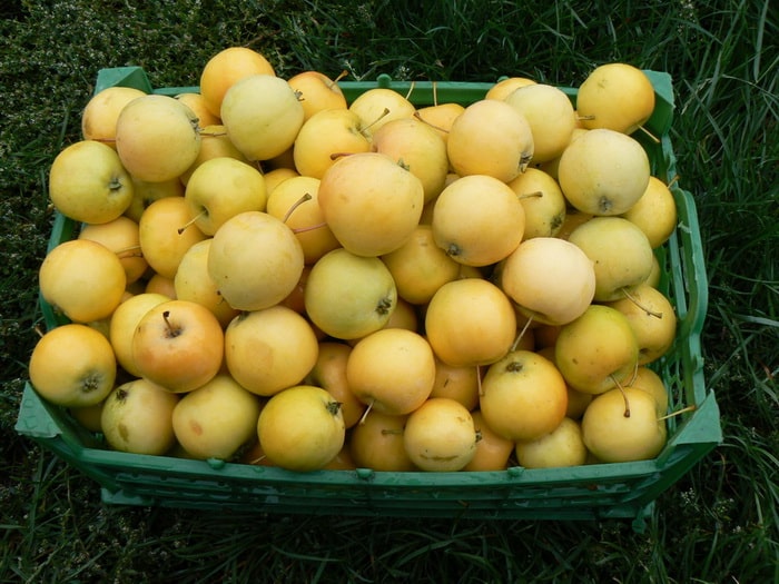 macieira Ural bulk