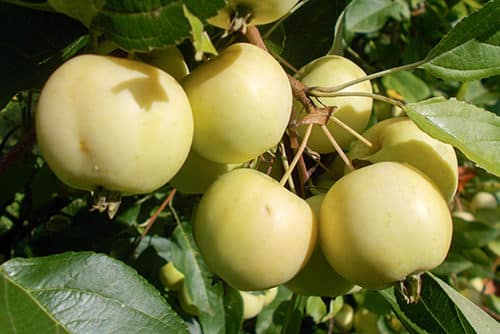 macieira Ural bulk
