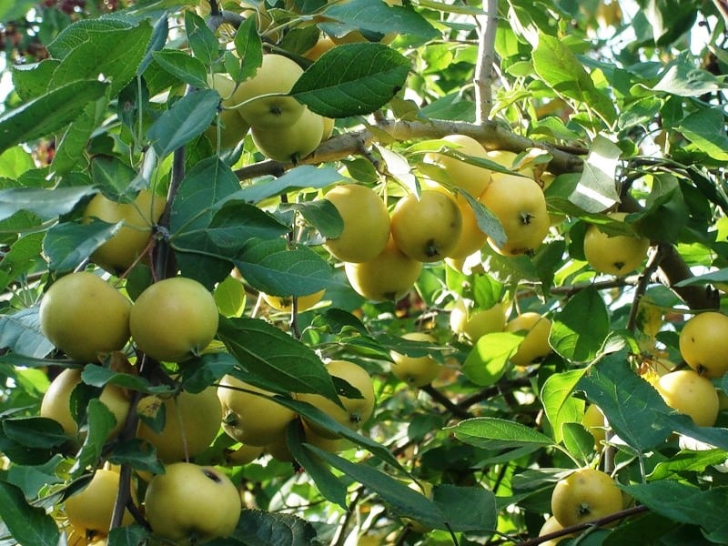 macieira Ural bulk