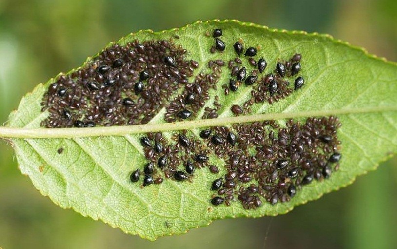 aphid on the drain