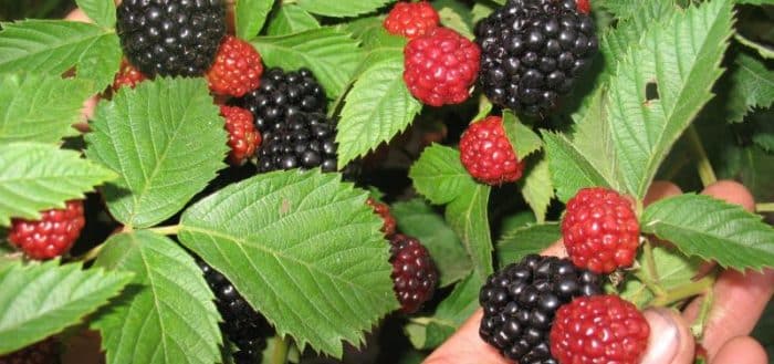Brombeere für den Ural
