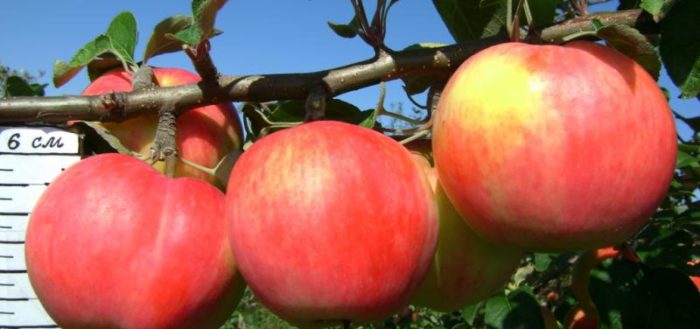 apple tree delight