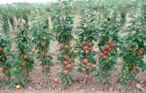 The best and new varieties of columnar apple trees for the Moscow region with a description