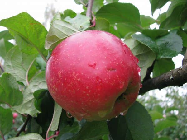 Apfelbaum Schönheit von Swerdlowsk
