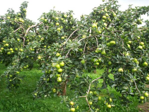 apple tree wonderful