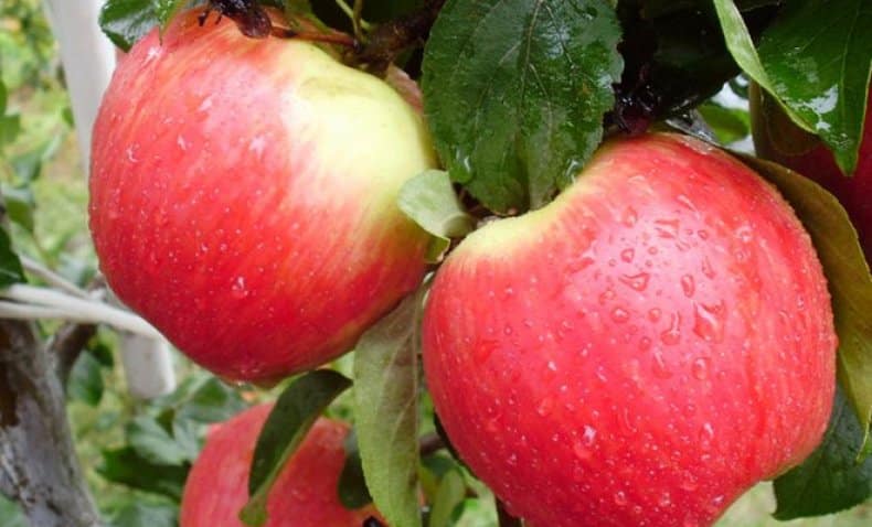 Apfelbaum Schönheit von Swerdlowsk