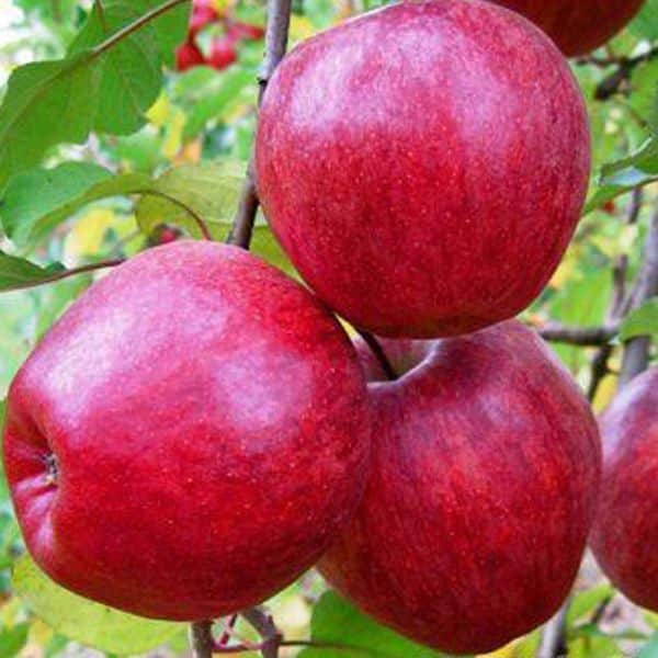 apple modi