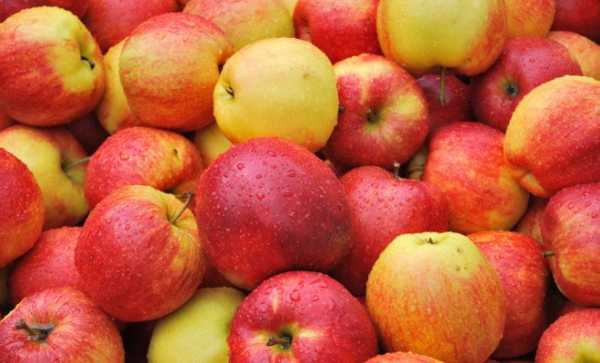 Pommier Uralets