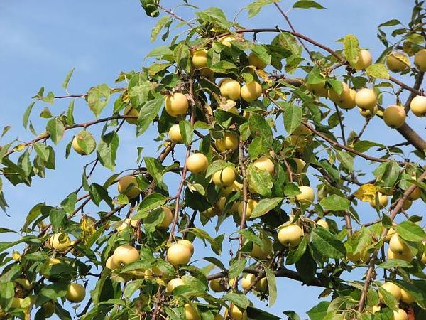 macieira Ural bulk