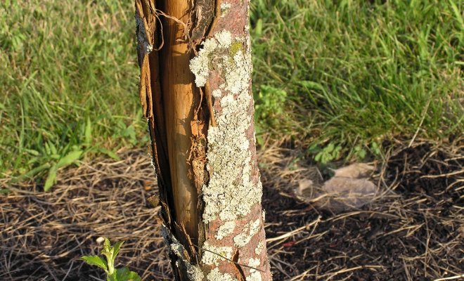bark cracking on an apple tree