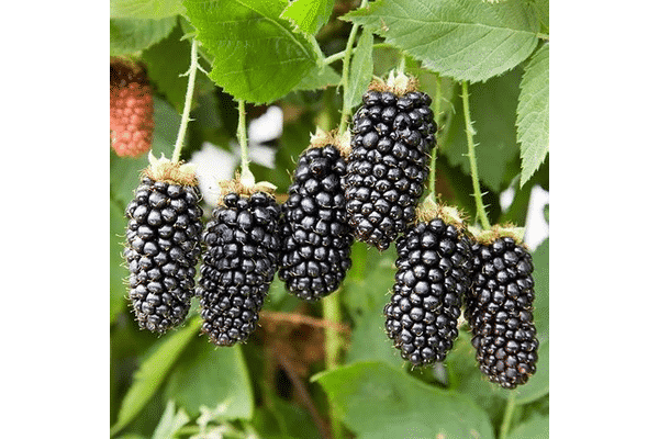 blackberry karaka μαύρο