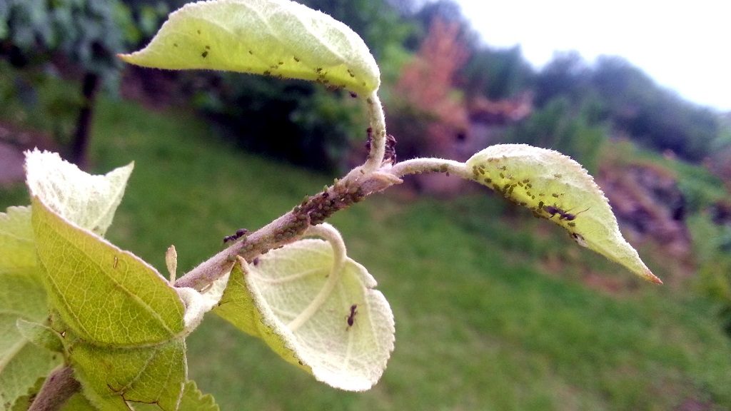 aphid on a pear