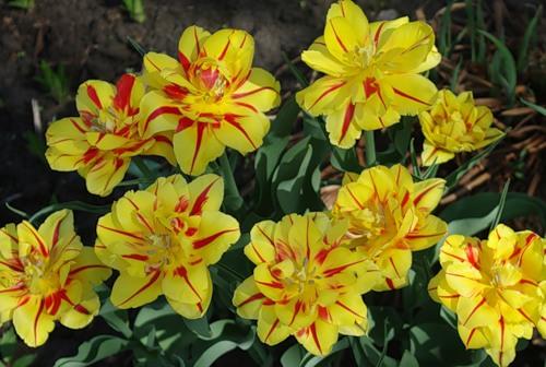 Terry tulips Monsella