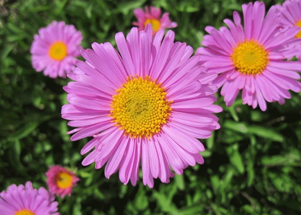 alp aster