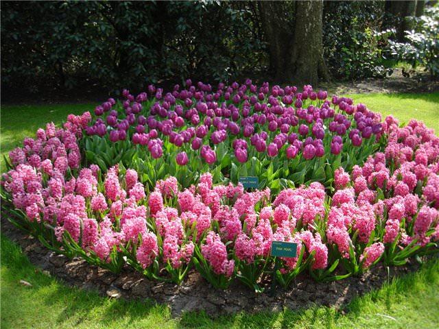 como é lindo plantar tulipas Design