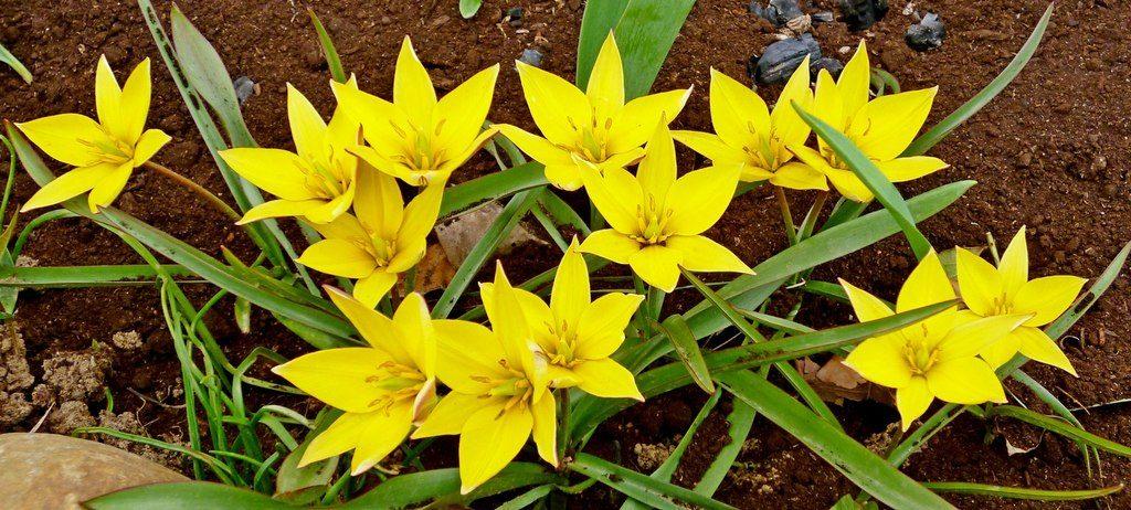 hoa tulip thực vật