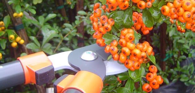 pruning sea buckthorn