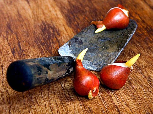 пресаждане на лалета