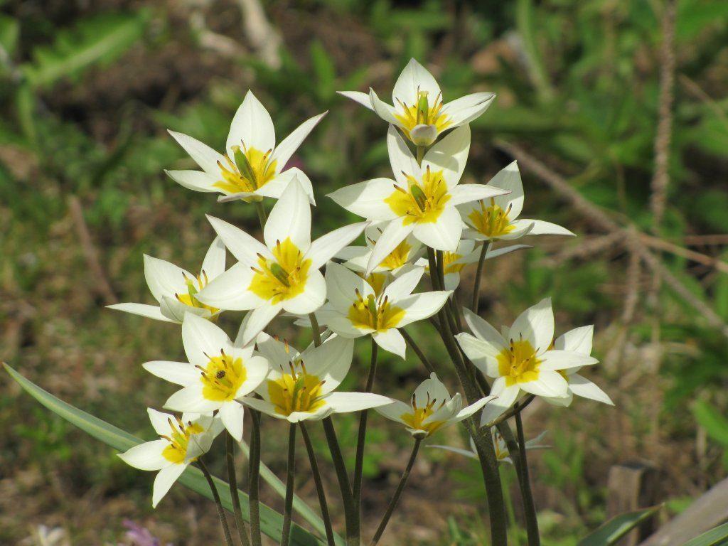 Rừng hoa tulip bách thảo