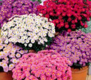 Description de la variété Novobelgiskaya aster, caractéristiques de plantation et d'entretien