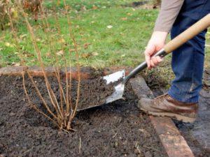 When and how to plant currants correctly for a good harvest