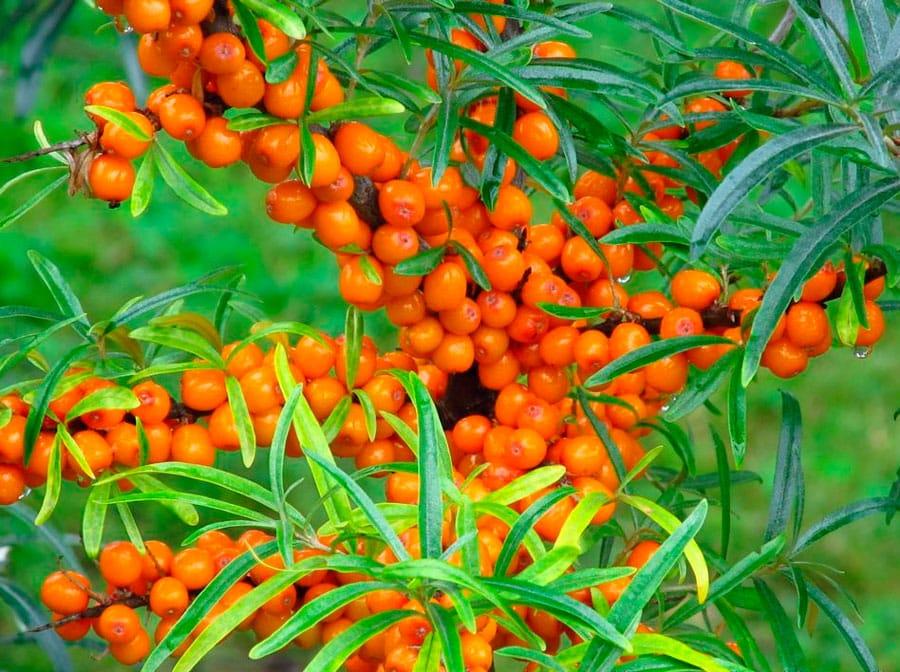 pruning sea buckthorn
