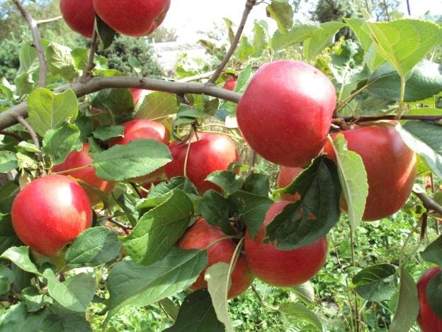 apple tree venyaminovskoe